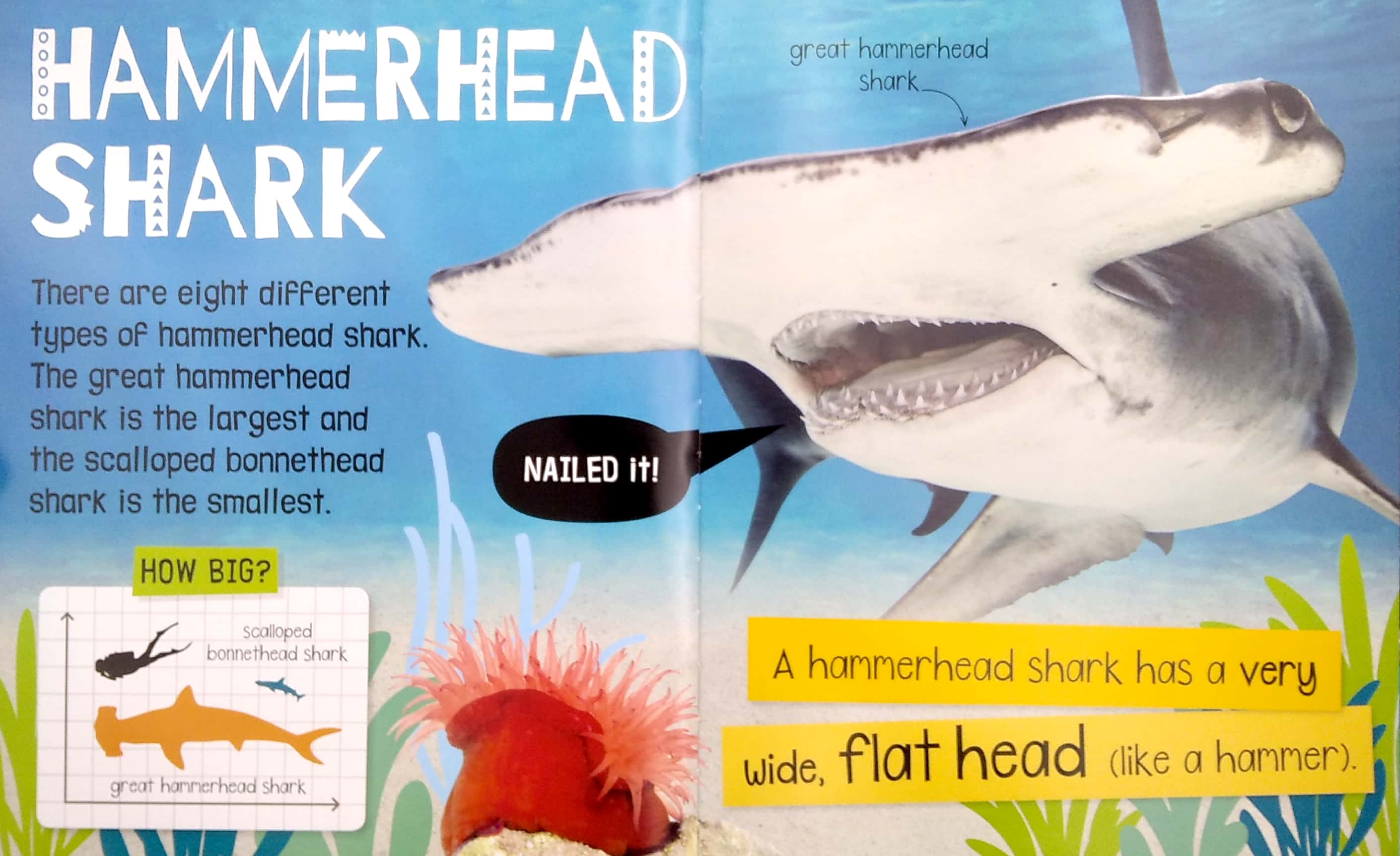 my awesome sharks book - Ảnh 5