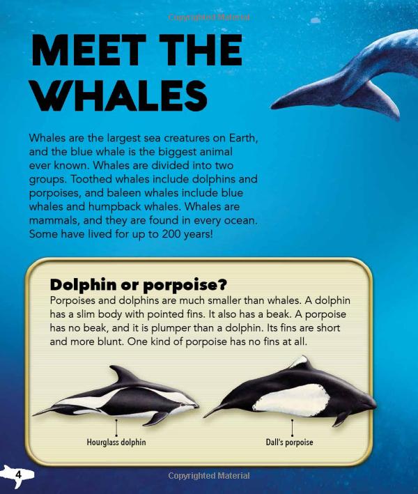 my best book of whales and dolphins - Ảnh 4