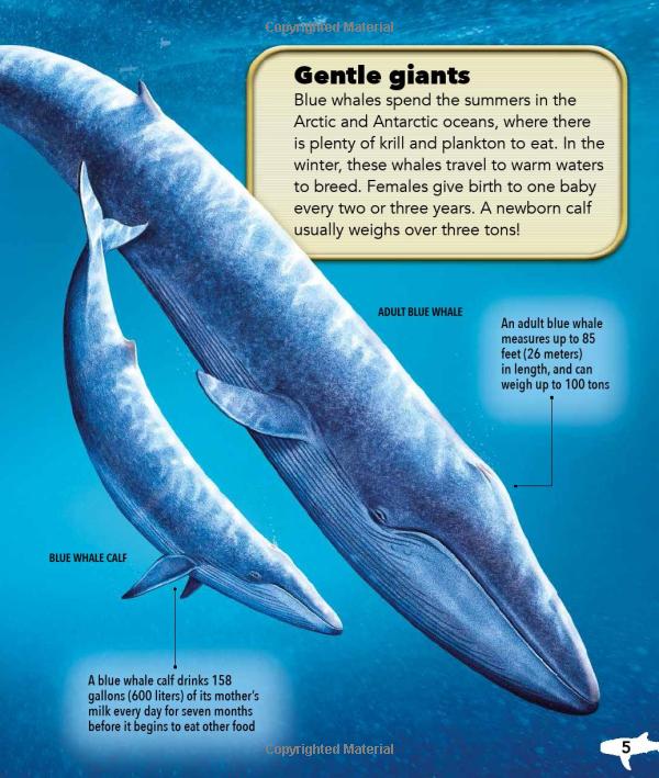 my best book of whales and dolphins - Ảnh 5
