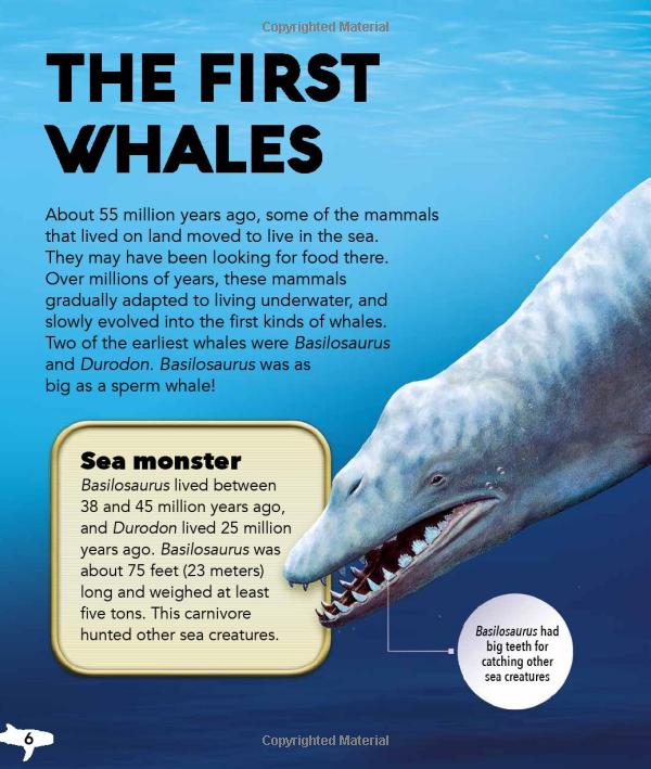 my best book of whales and dolphins - Ảnh 6