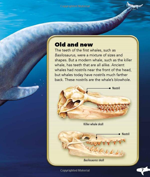 my best book of whales and dolphins - Ảnh 7