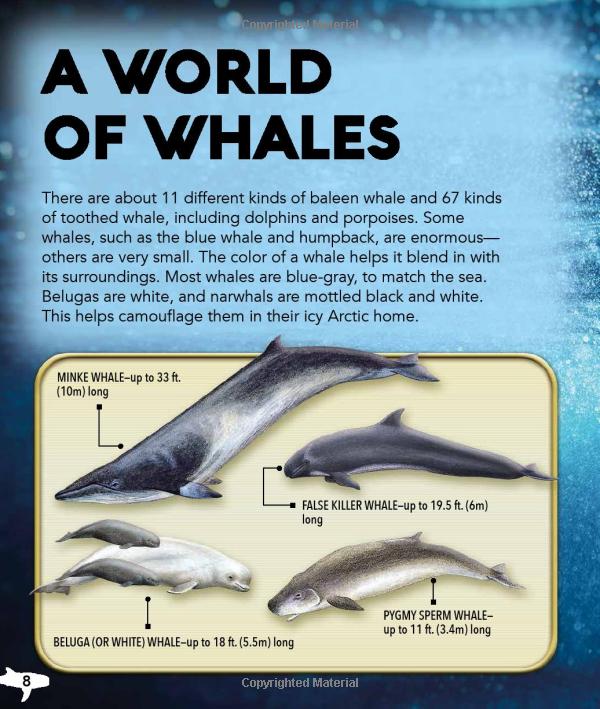 my best book of whales and dolphins - Ảnh 8