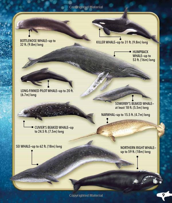 my best book of whales and dolphins - Ảnh 9
