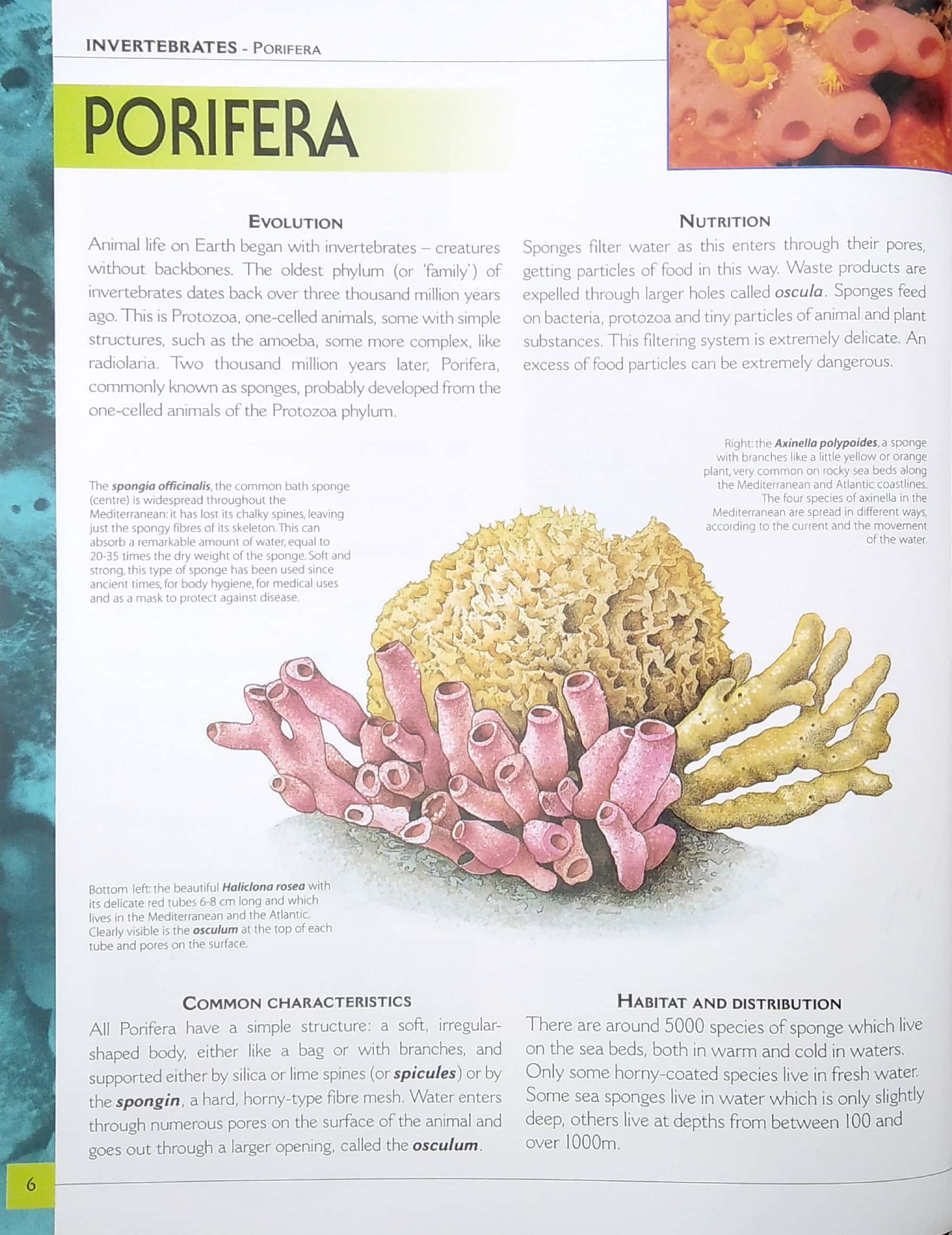 my big book of animals - Ảnh 4