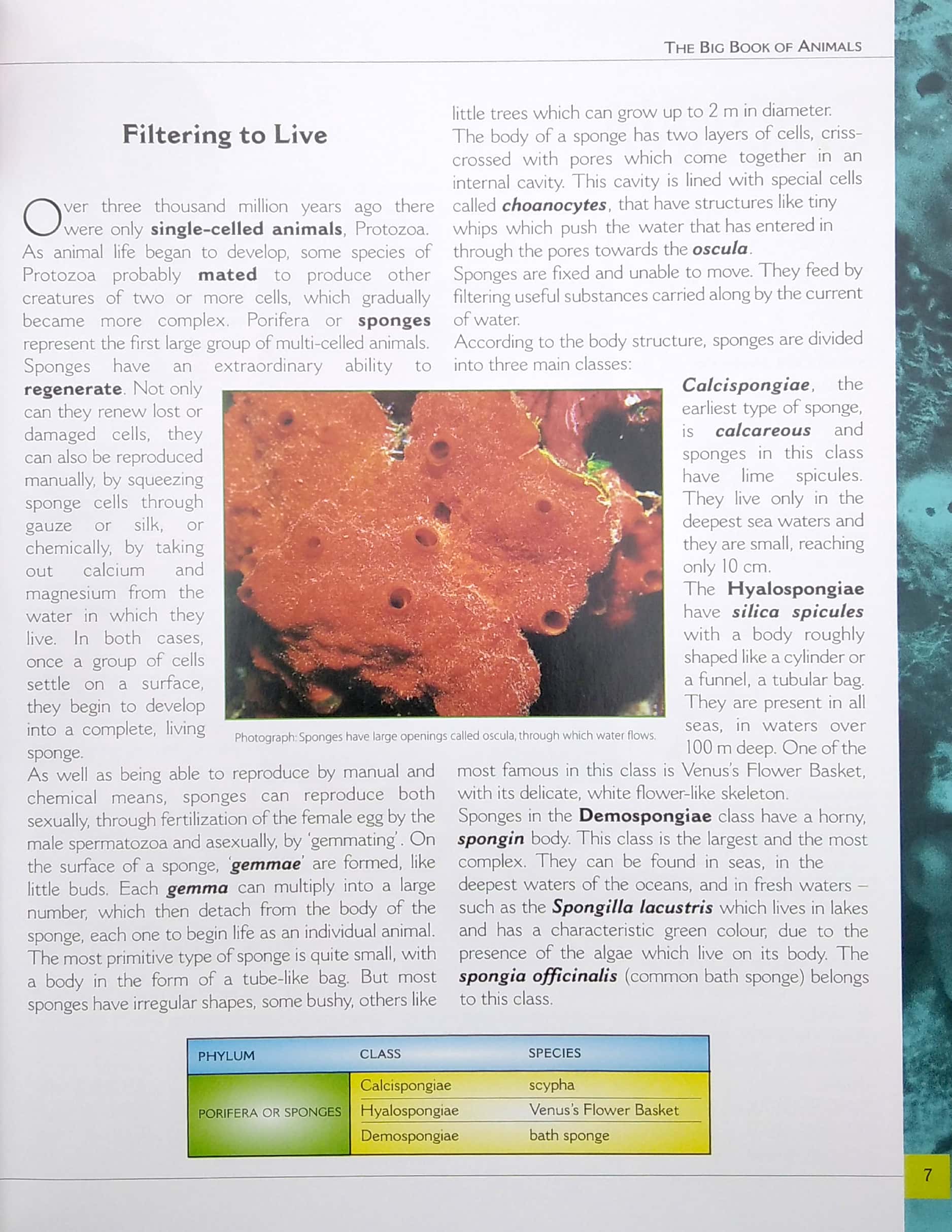 my big book of animals - Ảnh 5