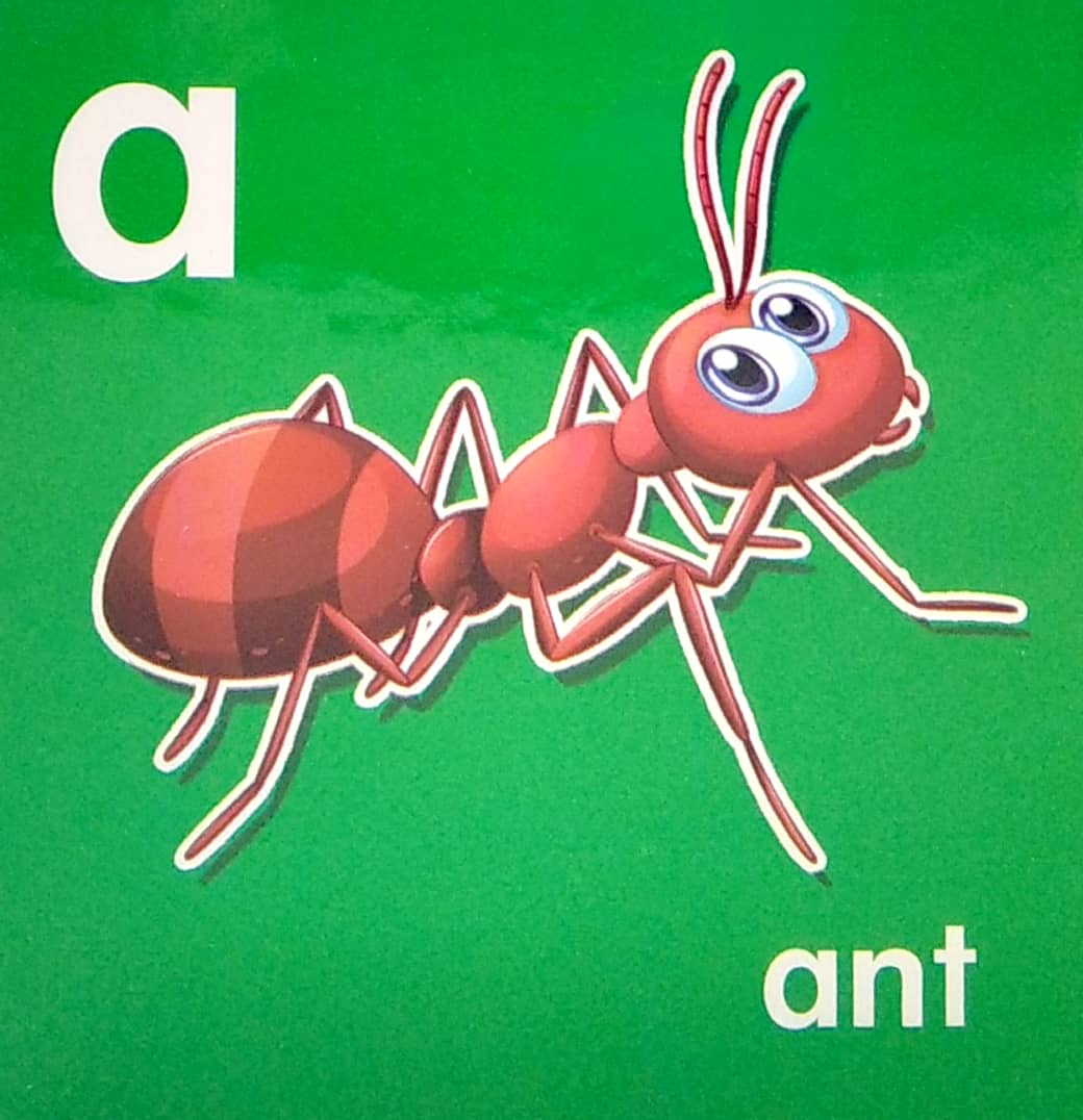 my brainy block books: baby's first abc - Ảnh 3