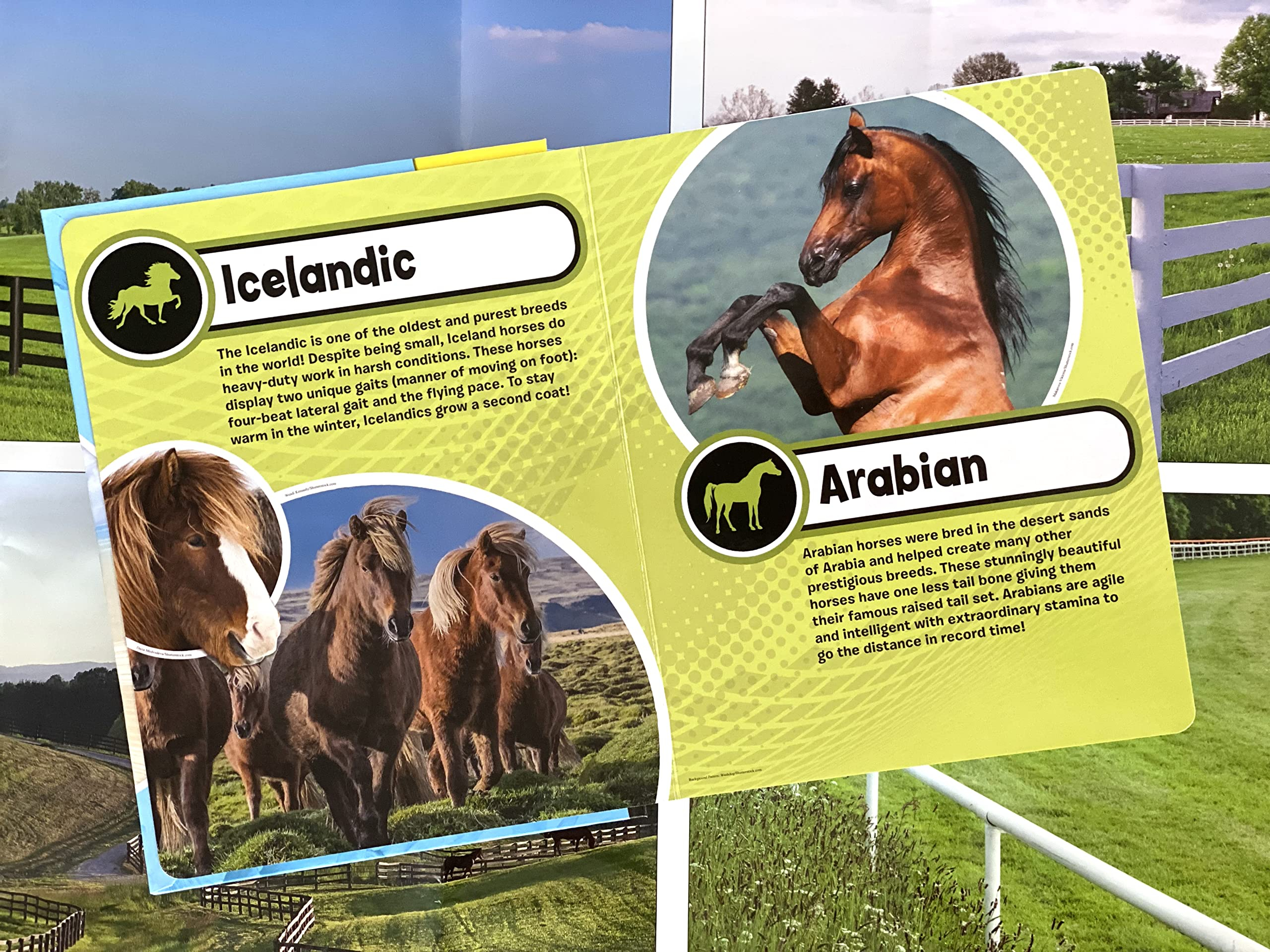 my busy books: world of horses - Ảnh 5