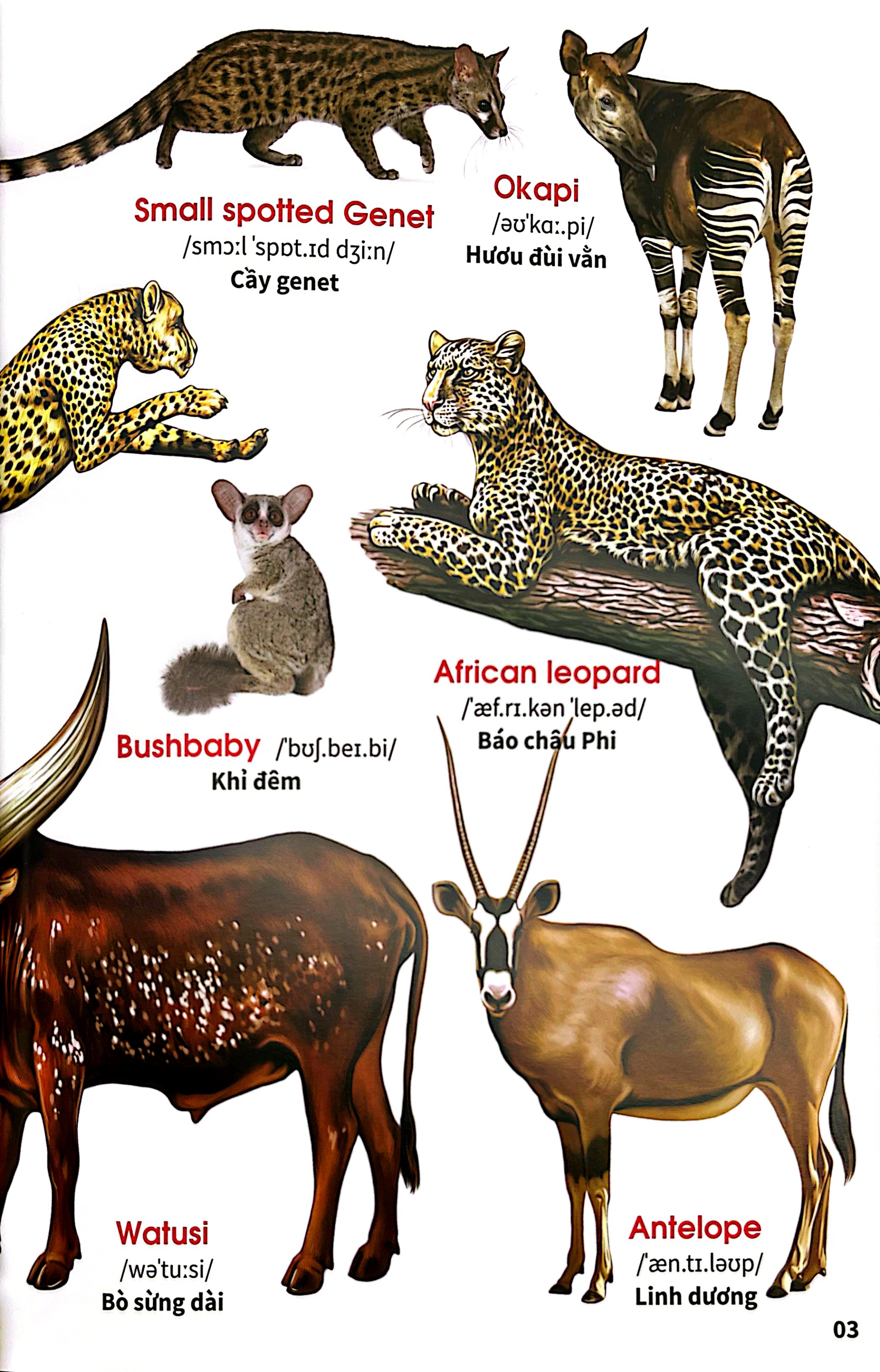 My First Book Of Animals - Thế Giới Động Vật - Ảnh 5