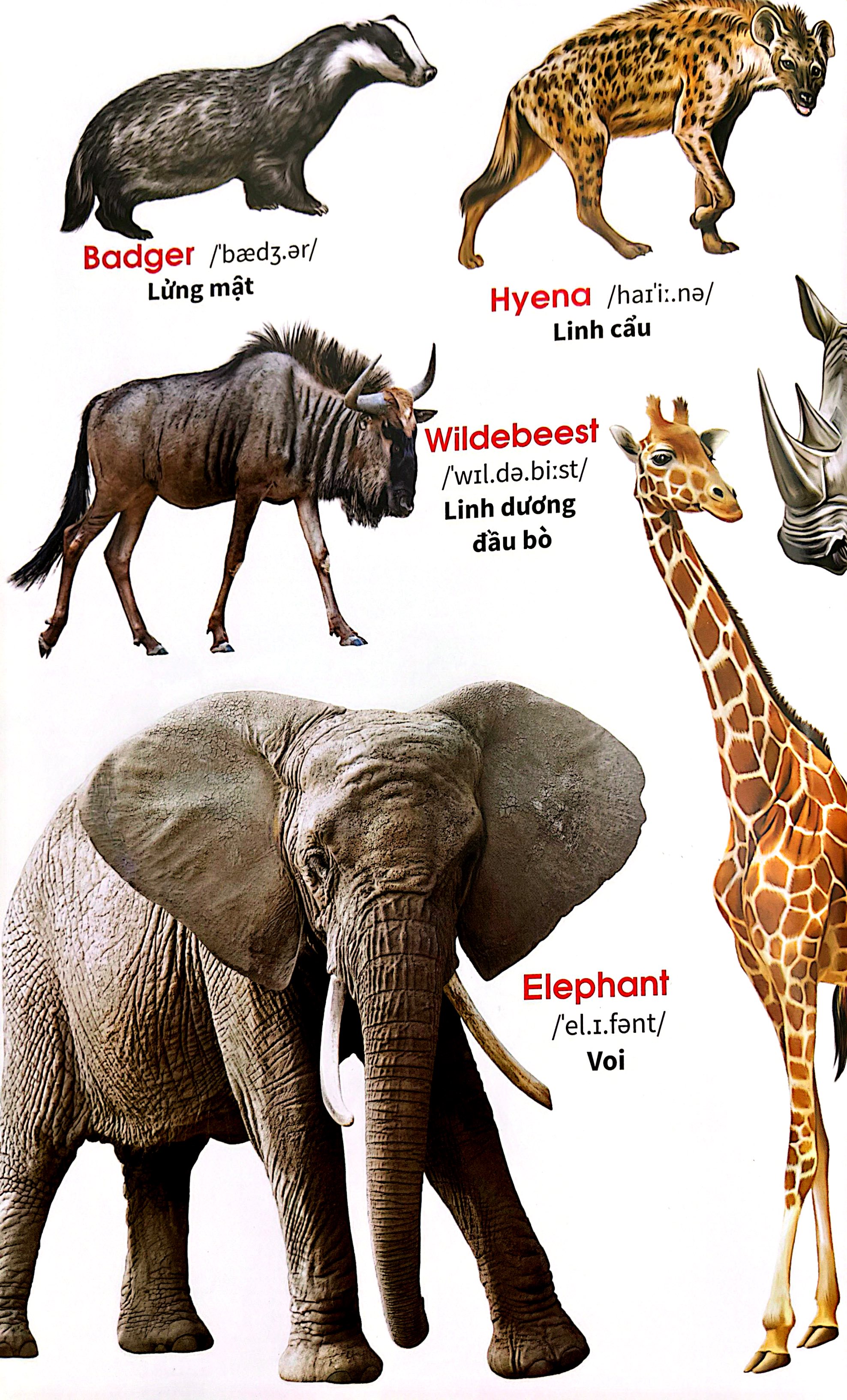 My First Book Of Animals - Thế Giới Động Vật - Ảnh 6