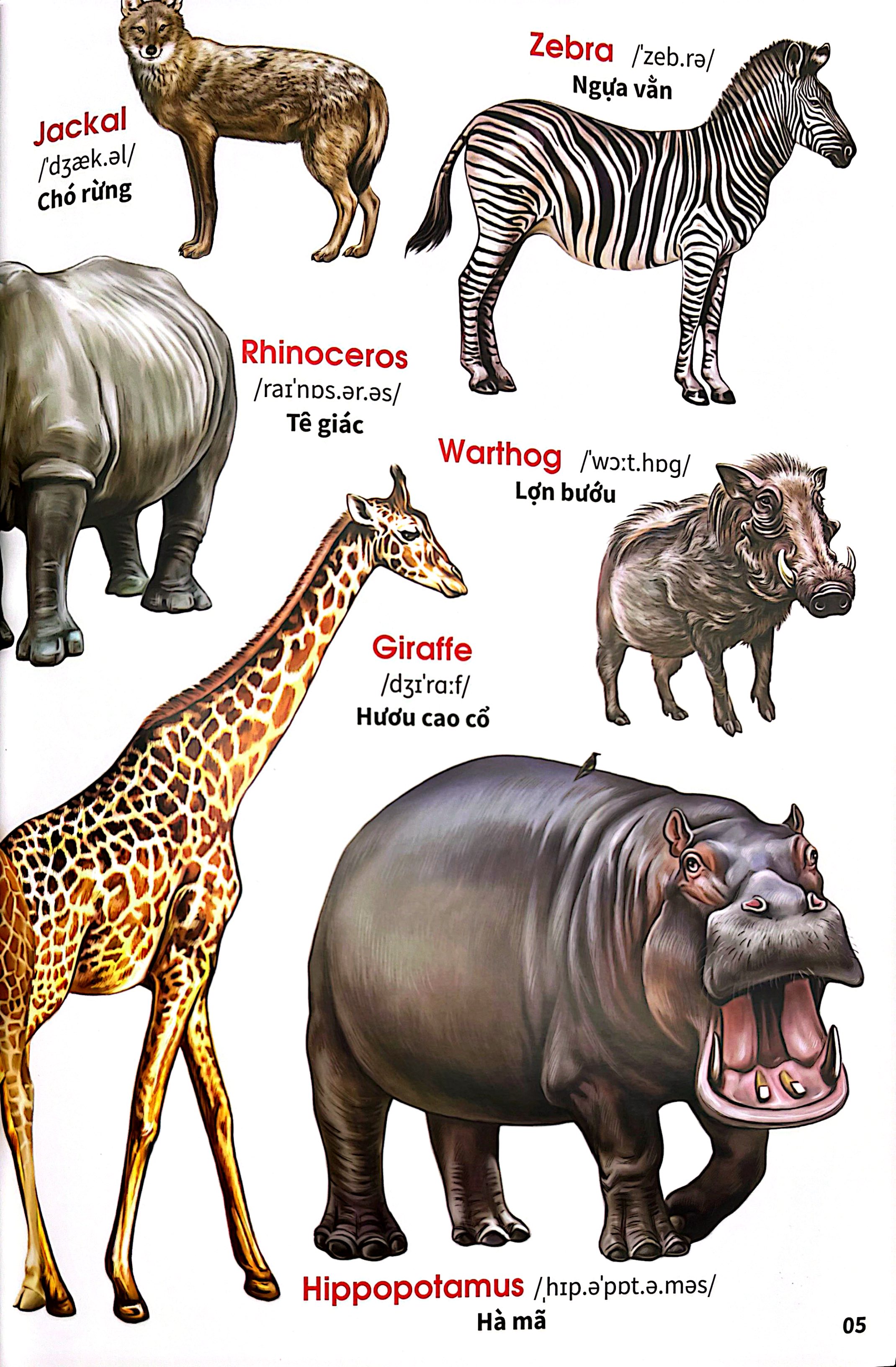 My First Book Of Animals - Thế Giới Động Vật - Ảnh 7