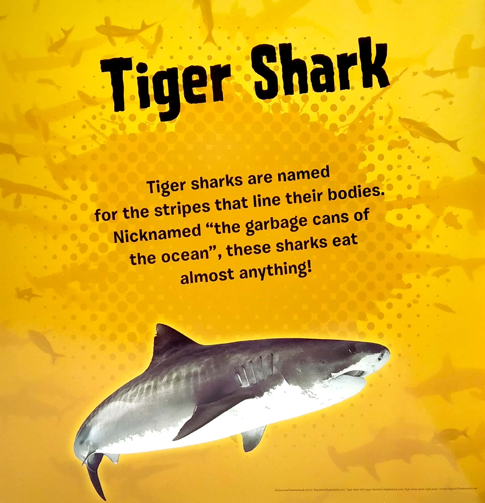 my first puzzle book: sharks - Ảnh 3