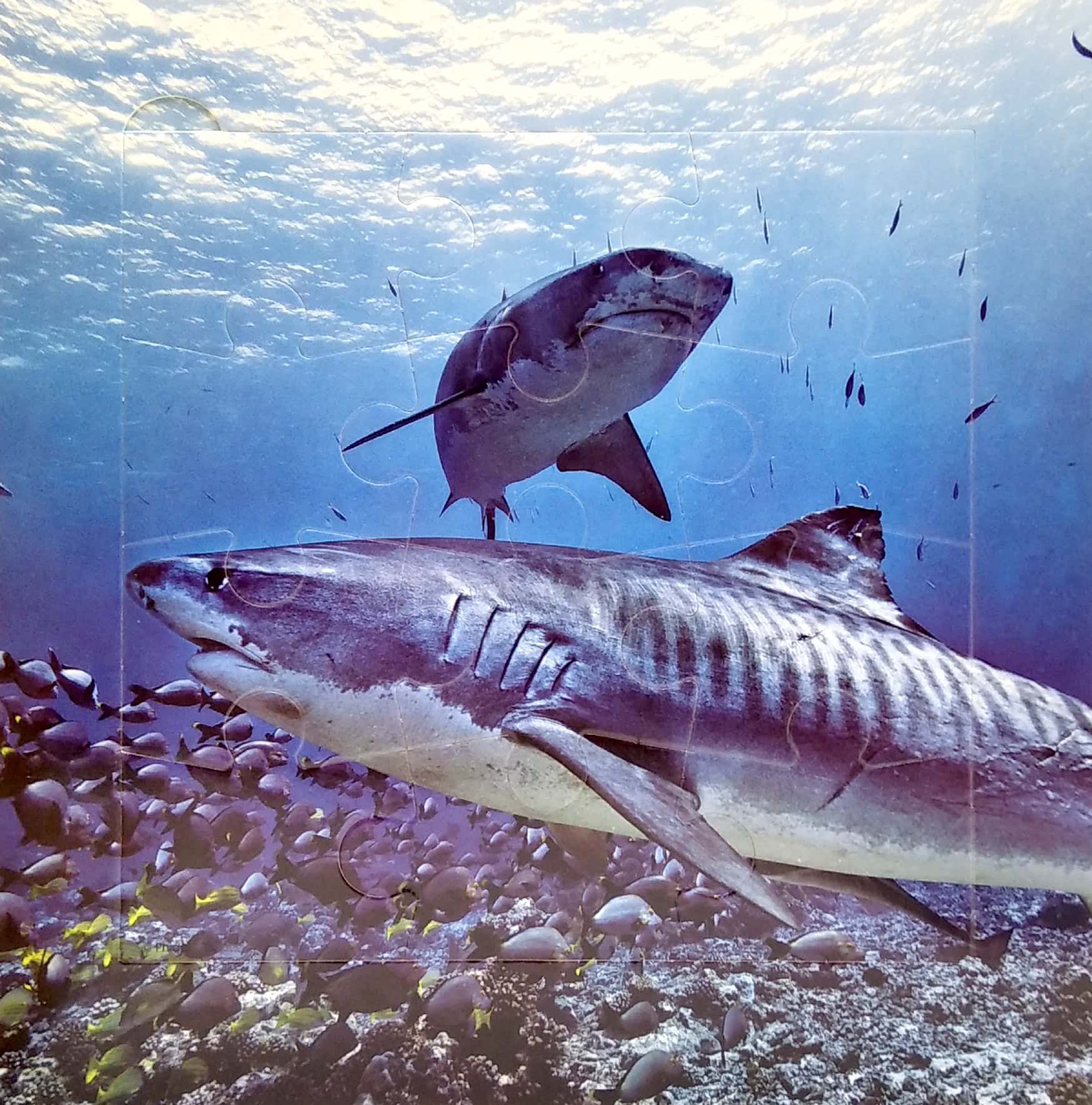 my first puzzle book: sharks - Ảnh 4