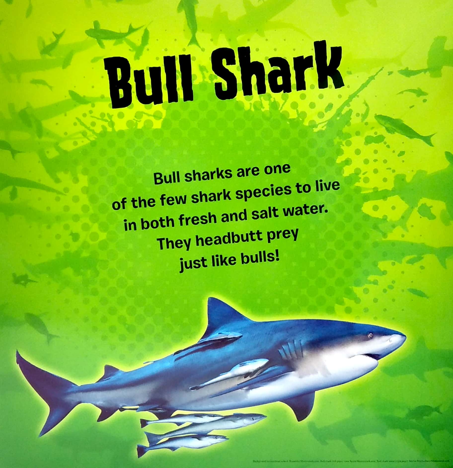 my first puzzle book: sharks - Ảnh 5