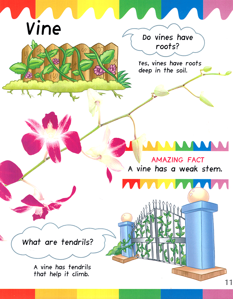 my first questions & answers - plants - Ảnh 11