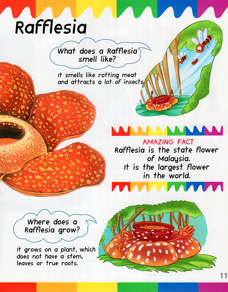 my first questions & answers - rainforest - Ảnh 10