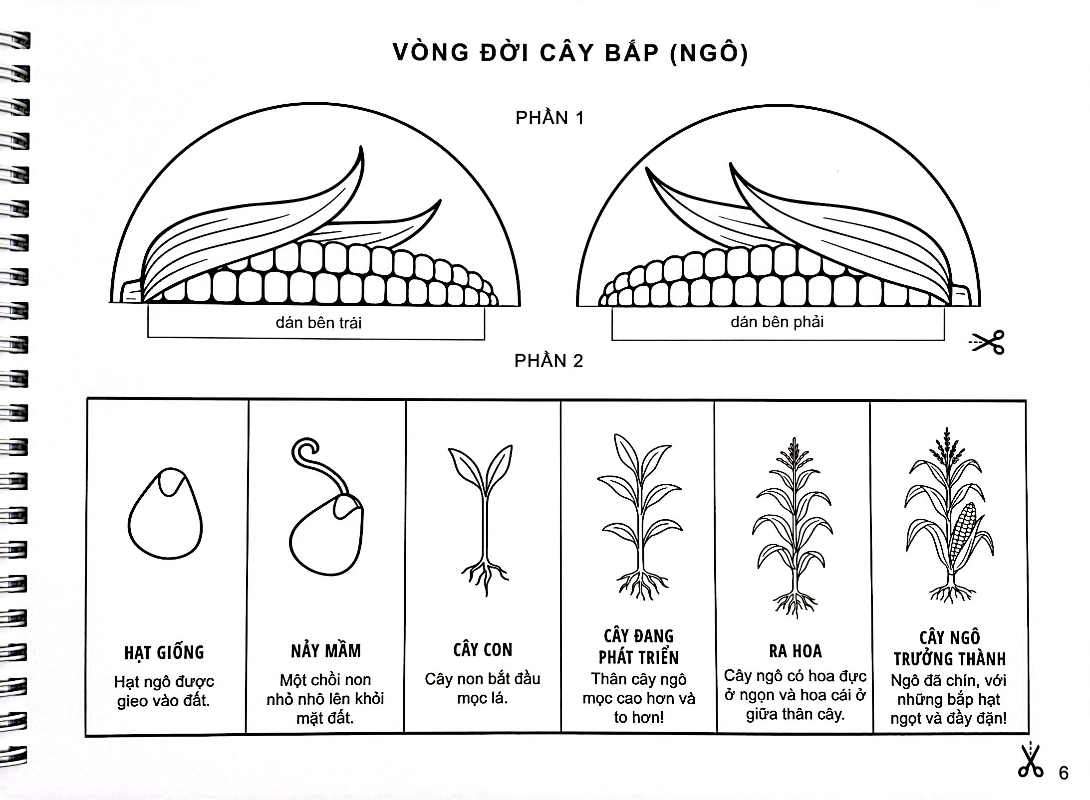 My Life Cycle Activity Book - Vòng Đời Kỳ Diệu - Khám Phá Tự Nhiên Qua Tô Màu, Cắt Dán, Và Gấp - Ảnh 11