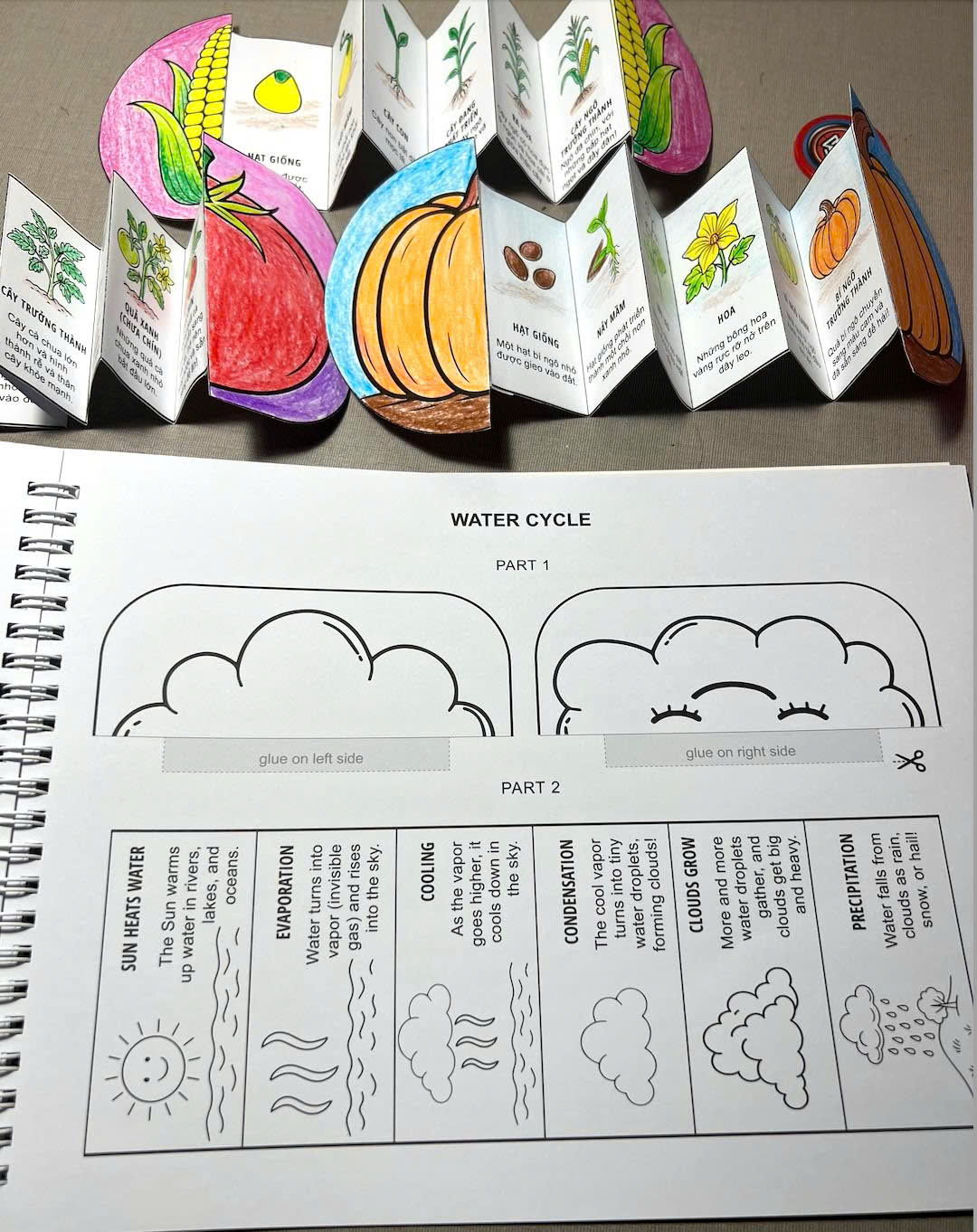 My Life Cycle Activity Book - Vòng Đời Kỳ Diệu - Khám Phá Tự Nhiên Qua Tô Màu, Cắt Dán, Và Gấp - Ảnh 5