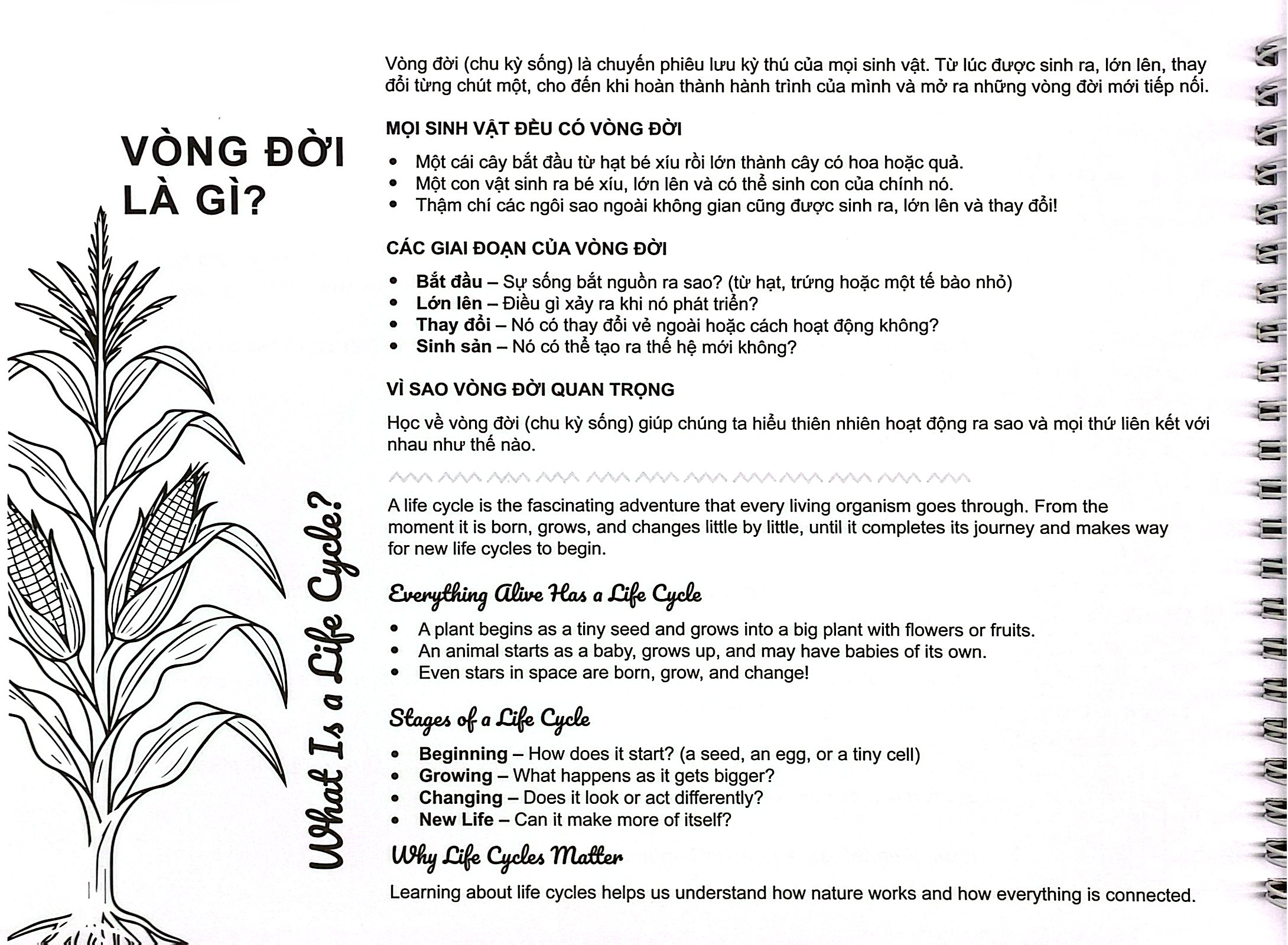 My Life Cycle Activity Book - Vòng Đời Kỳ Diệu - Khám Phá Tự Nhiên Qua Tô Màu, Cắt Dán, Và Gấp - Ảnh 8