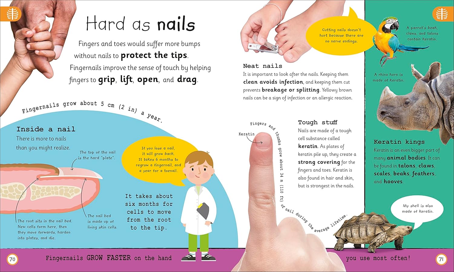 my very important human body - encyclopedias - Ảnh 6