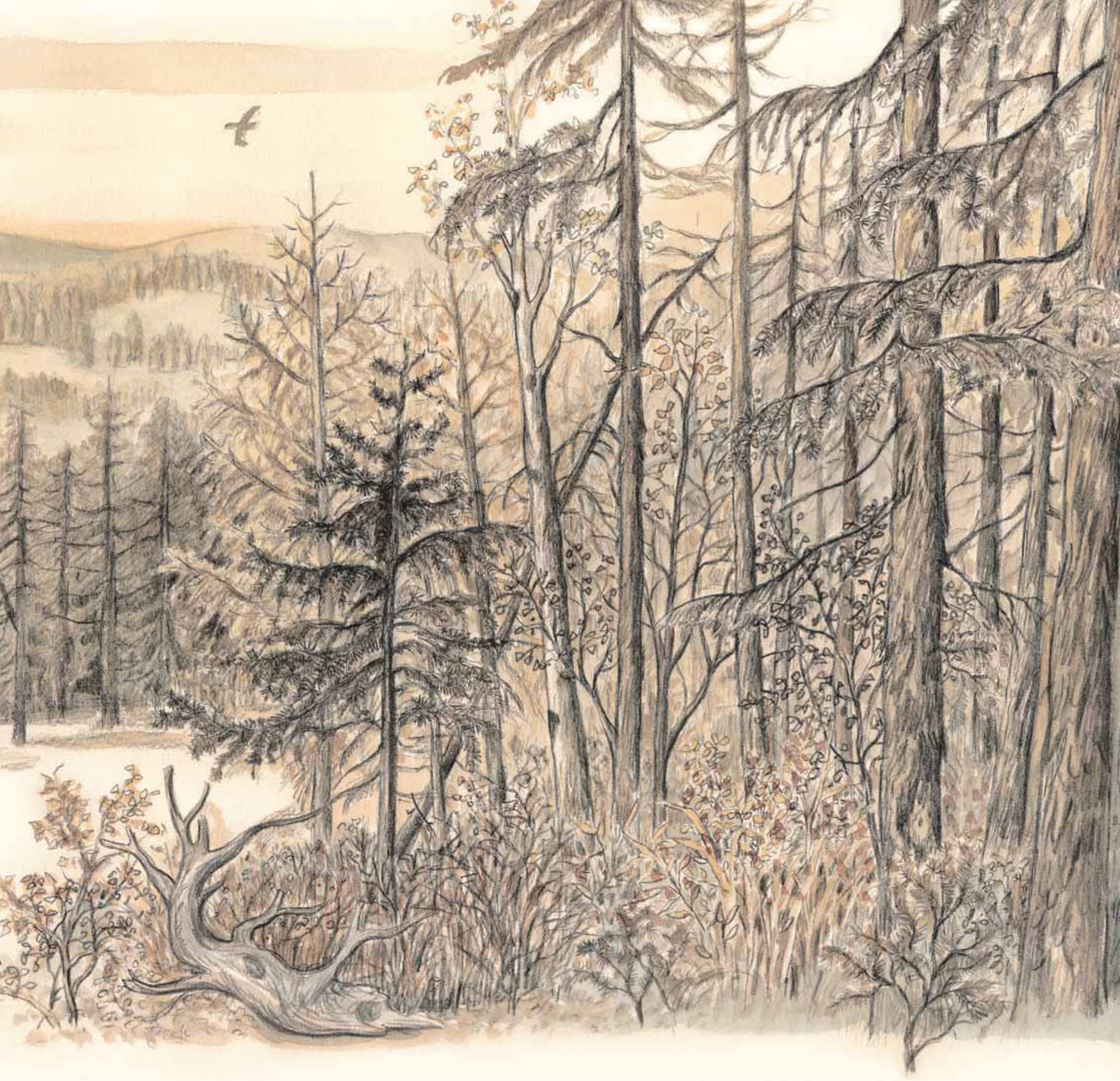 nai sừng tấm và bác thợ săn - bìa cứng - Ảnh 4