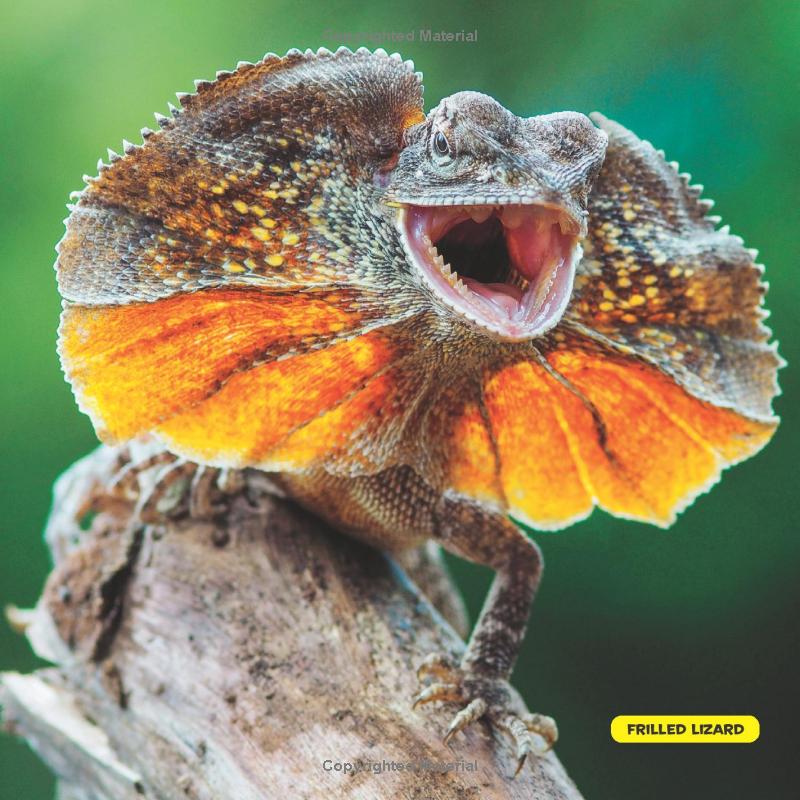 national geographic kids little kids first big book of reptiles and amphibians - Ảnh 3
