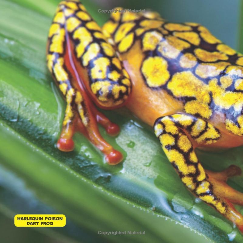 national geographic kids little kids first big book of reptiles and amphibians - Ảnh 4