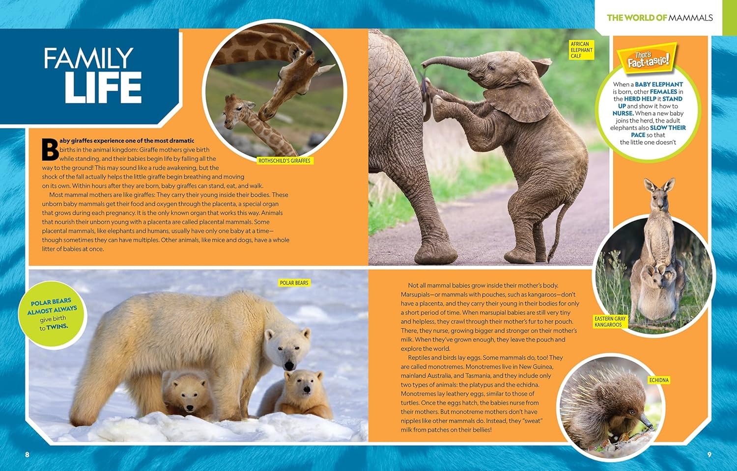 national geographic kids - ultimate mammalpedia - Ảnh 3
