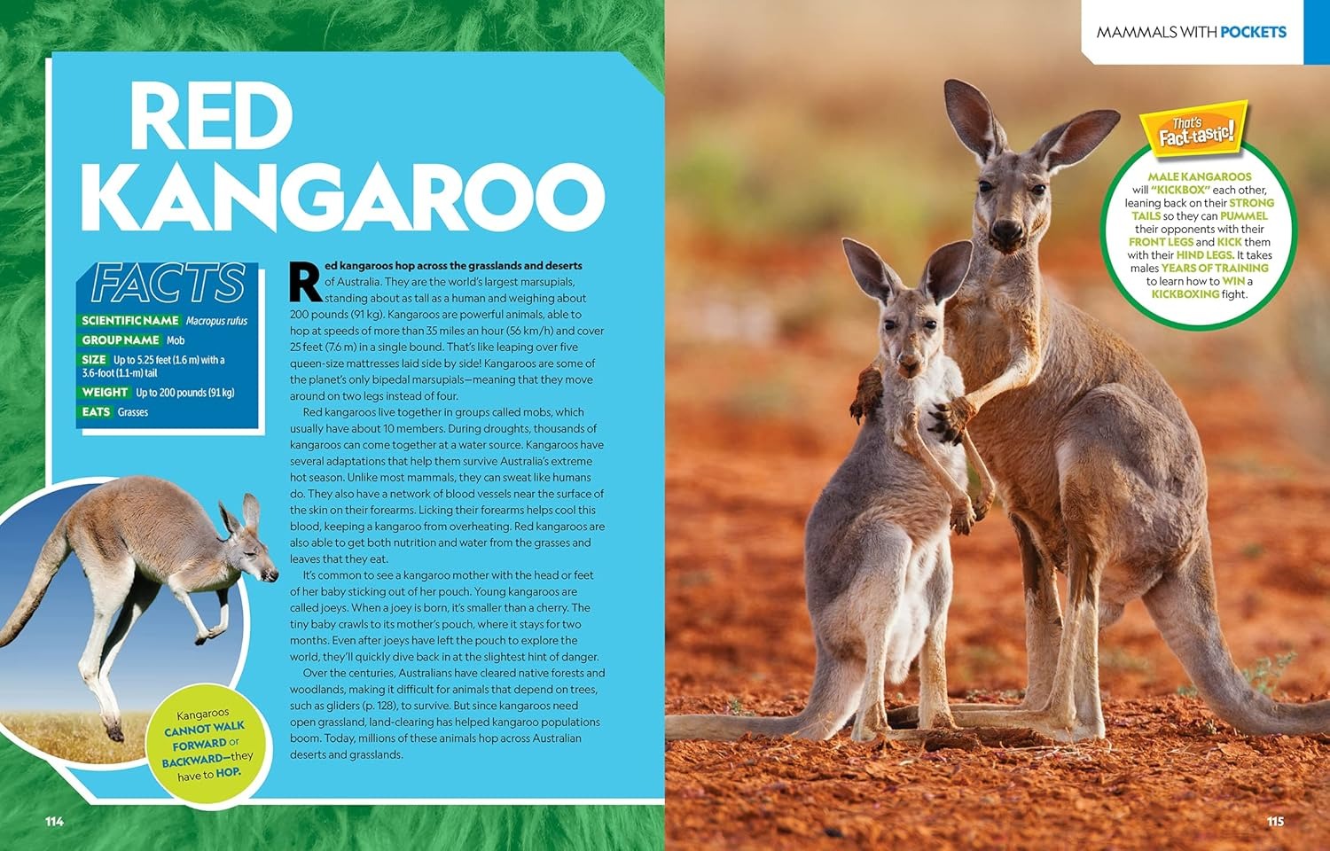 national geographic kids - ultimate mammalpedia - Ảnh 5