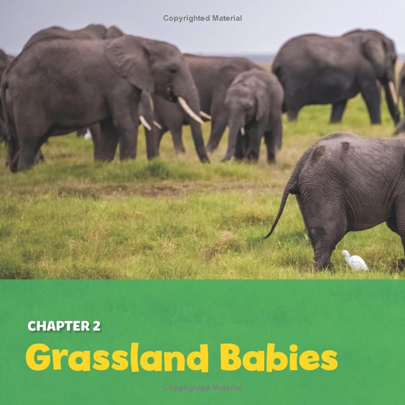 national geographic little kids first big book of baby animals - Ảnh 11