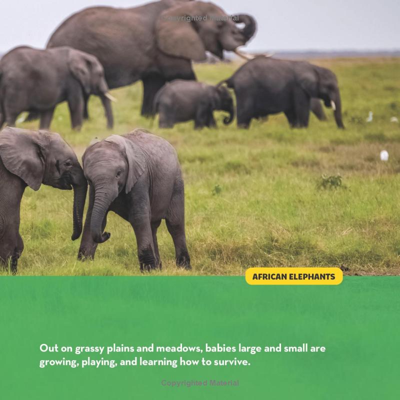 national geographic little kids first big book of baby animals - Ảnh 12