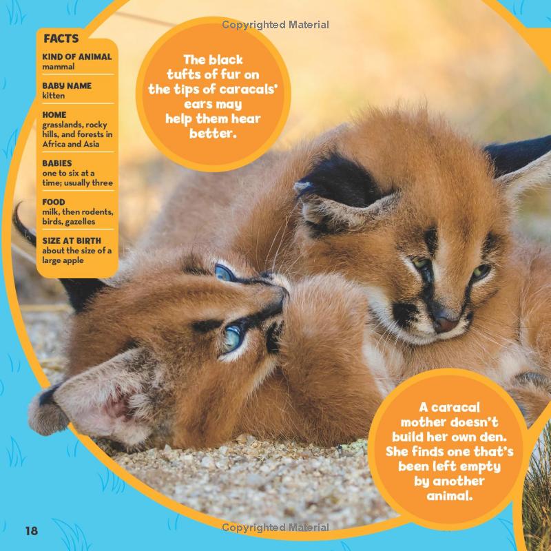national geographic little kids first big book of baby animals - Ảnh 13