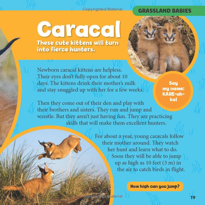 national geographic little kids first big book of baby animals - Ảnh 14