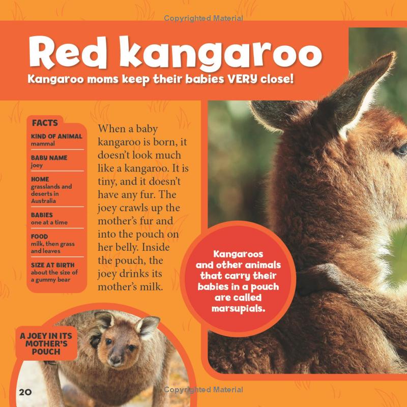 national geographic little kids first big book of baby animals - Ảnh 15