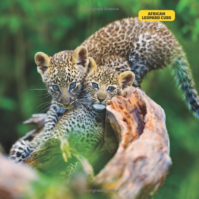 national geographic little kids first big book of baby animals - Ảnh 3