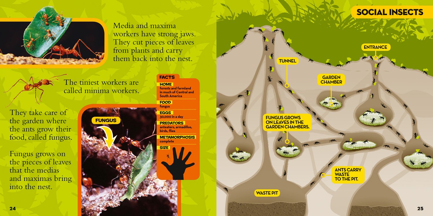 national geographic little kids first big book of bugs - Ảnh 3