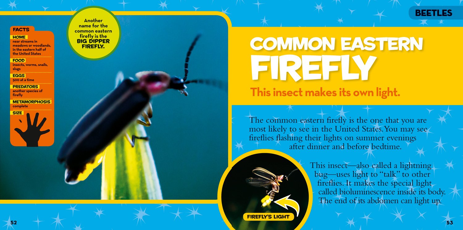 national geographic little kids first big book of bugs - Ảnh 4