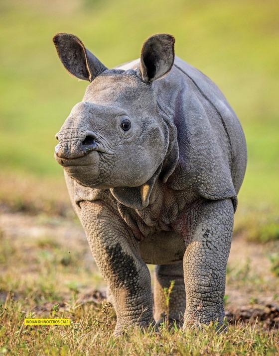 national geographic little kids first big book of sports - Ảnh 3