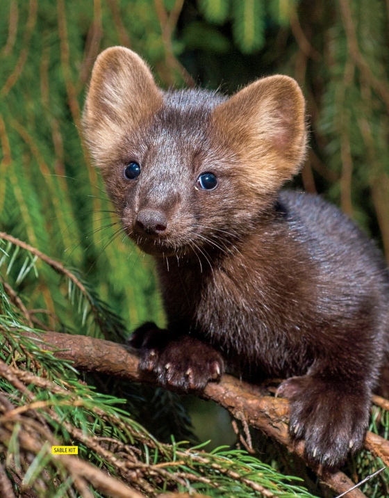 national geographic little kids first big book of sports - Ảnh 4