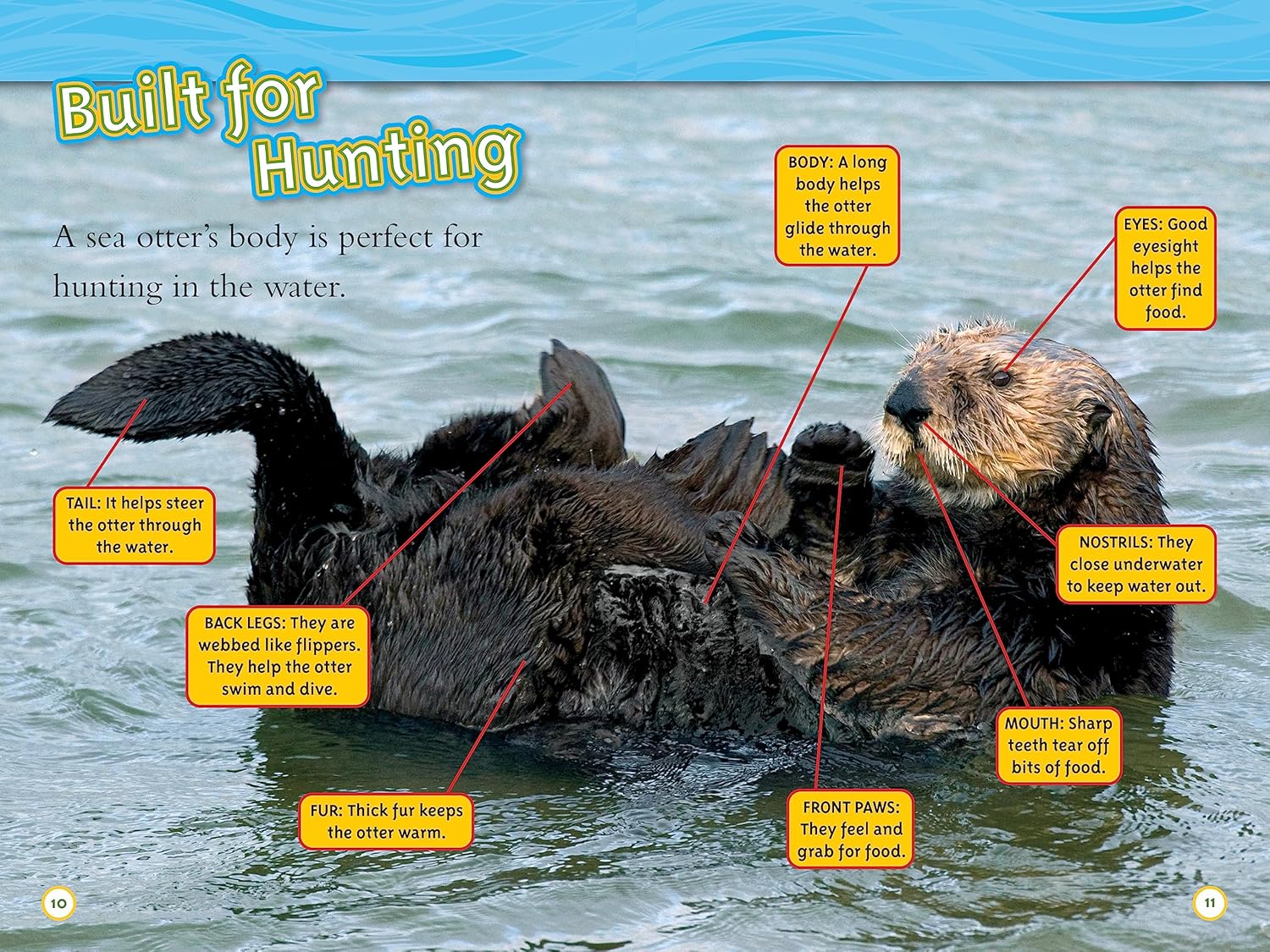 national geographic readers animal all-stars collection - Ảnh 6