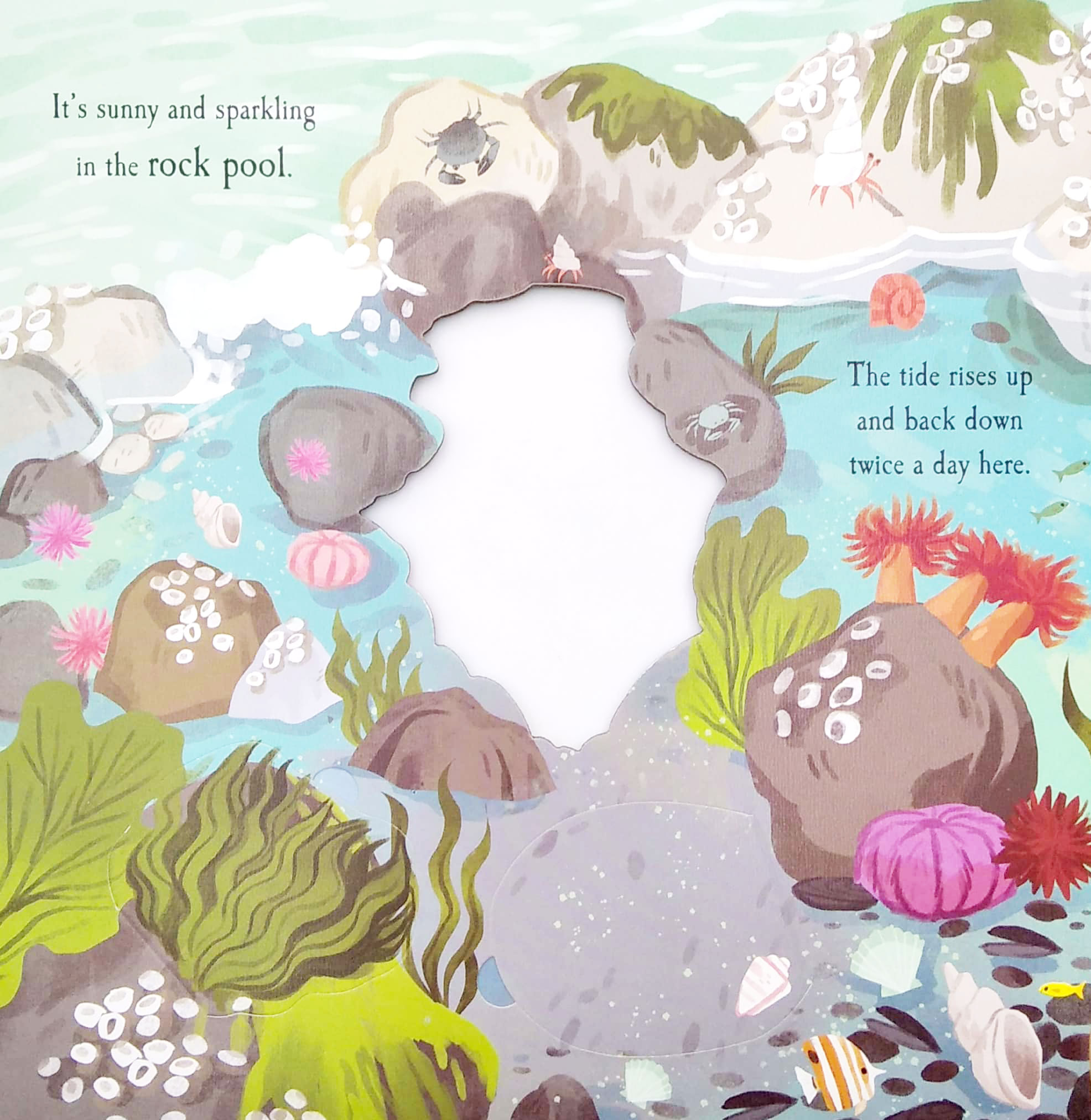 nature die-cut book - let's explore! the ocean - Ảnh 7