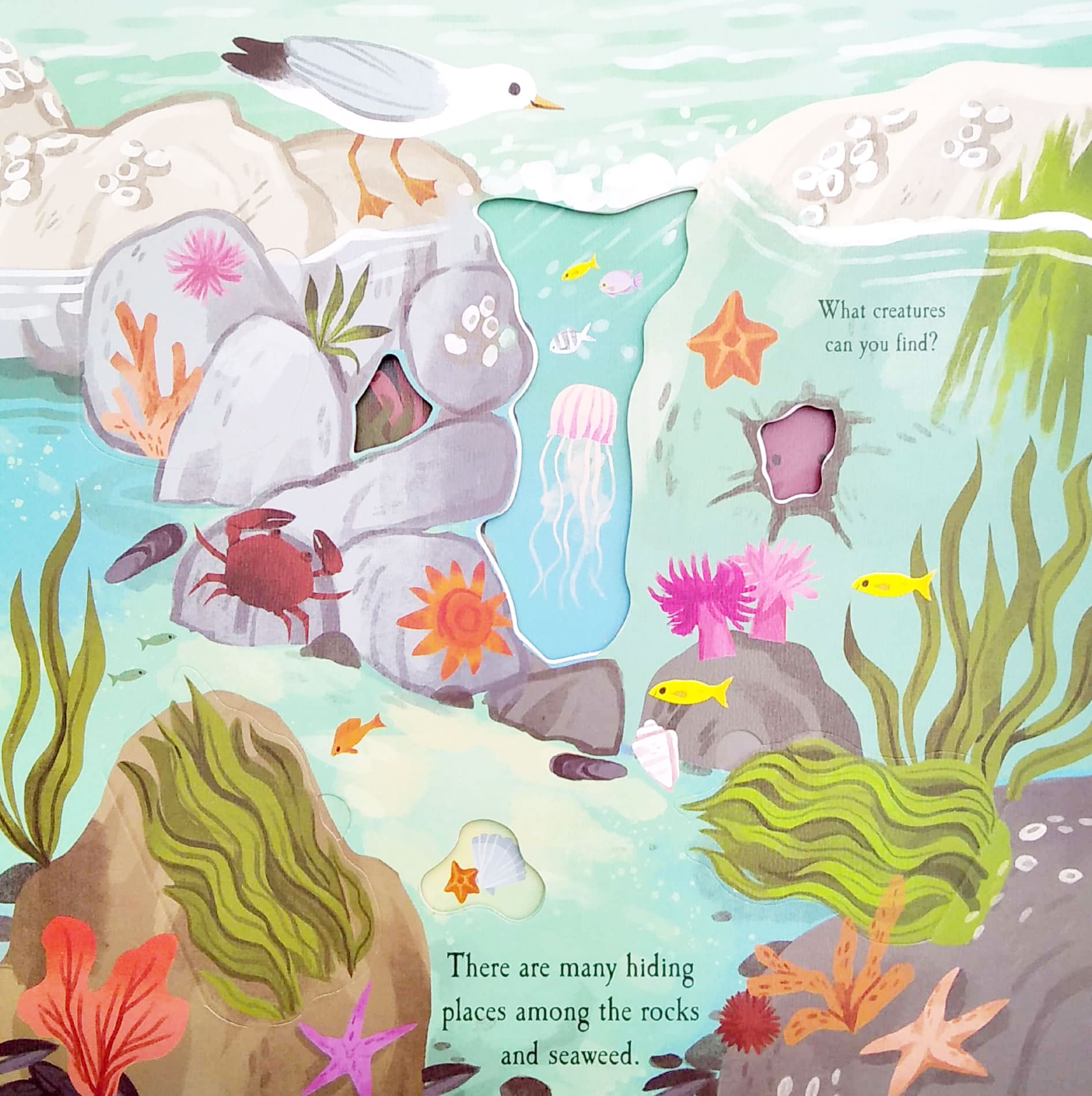 nature die-cut book - let's explore! the ocean - Ảnh 8