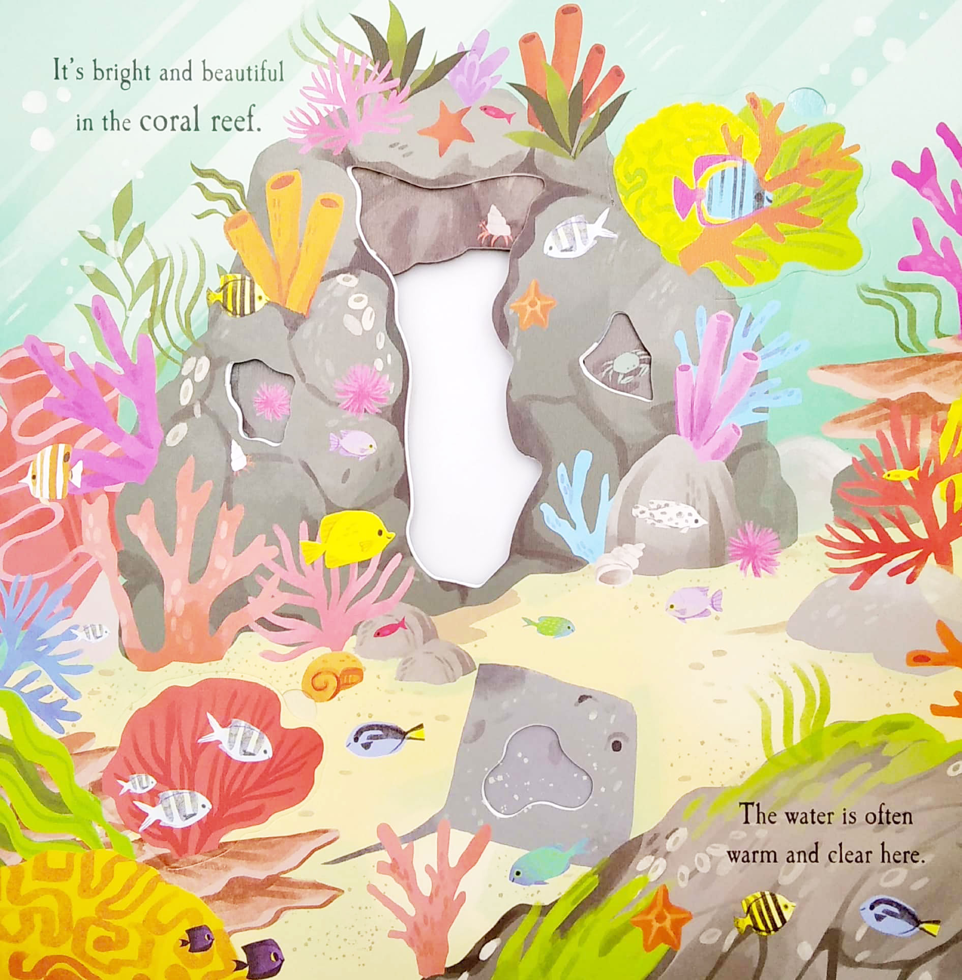 nature die-cut book - let's explore! the ocean - Ảnh 9