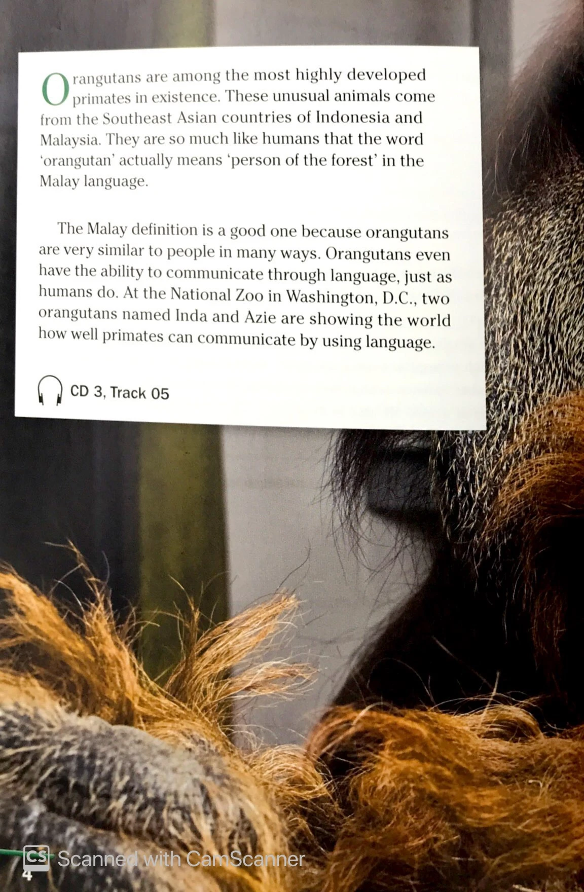 ng fprl ame orangutan language 1600 sb - Ảnh 6