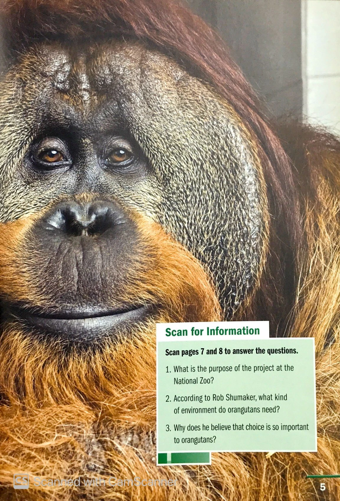 ng fprl ame orangutan language 1600 sb - Ảnh 7