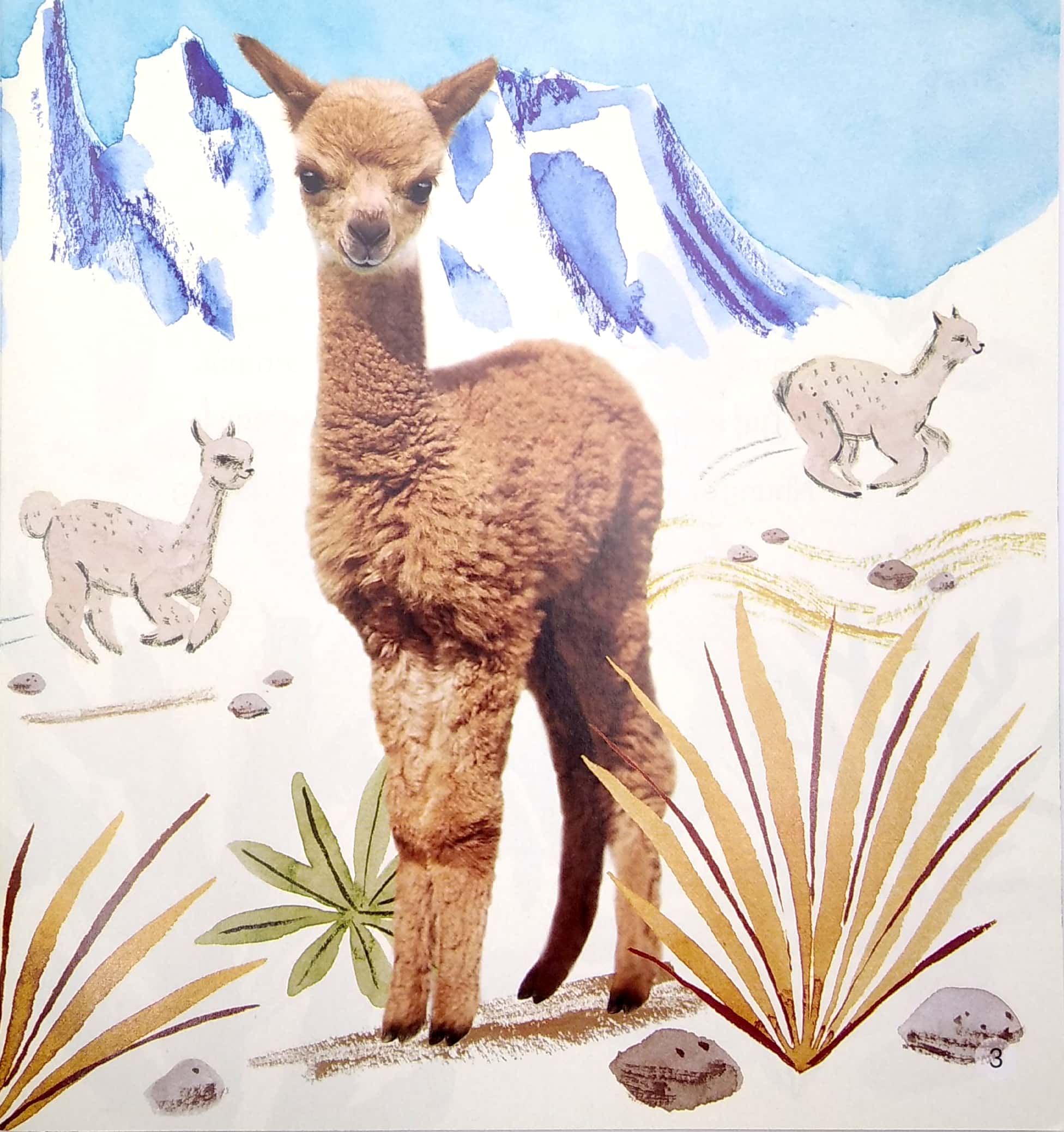 ngủ ngon nhé, lạc đà nhỏ! - Ảnh 4