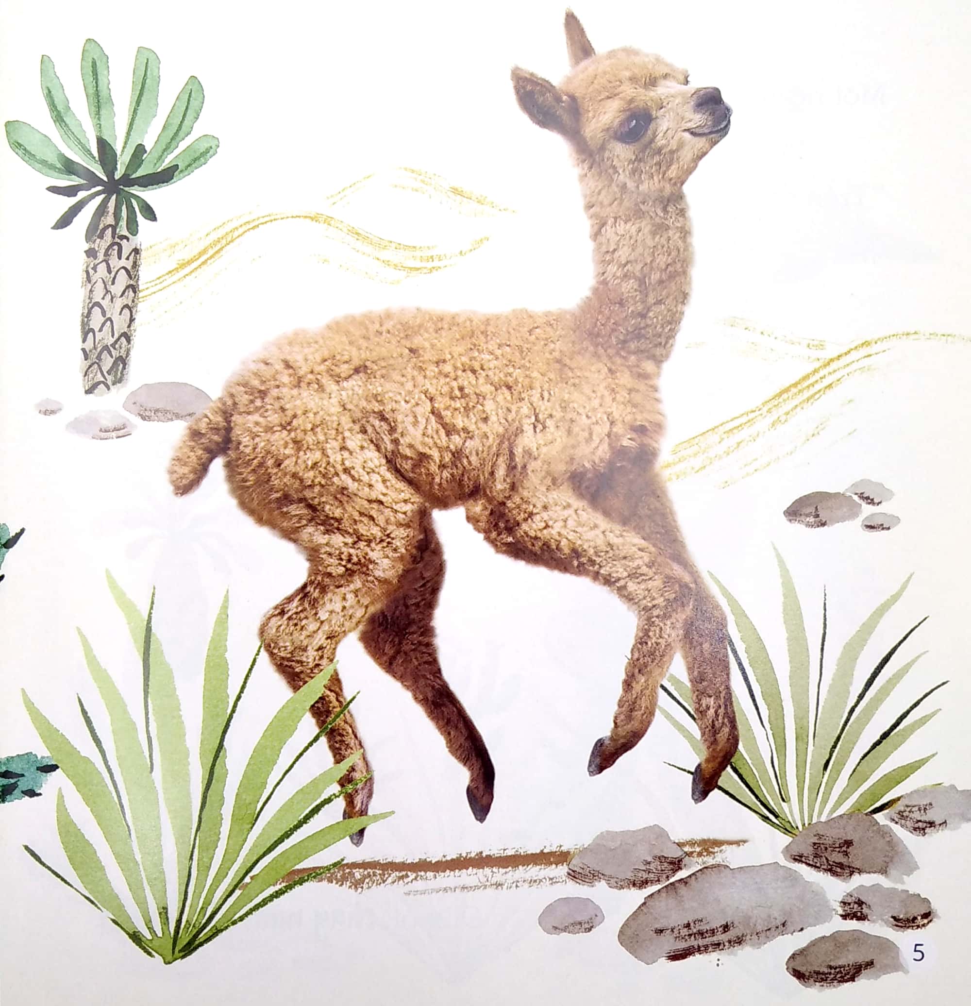 ngủ ngon nhé, lạc đà nhỏ! - Ảnh 6