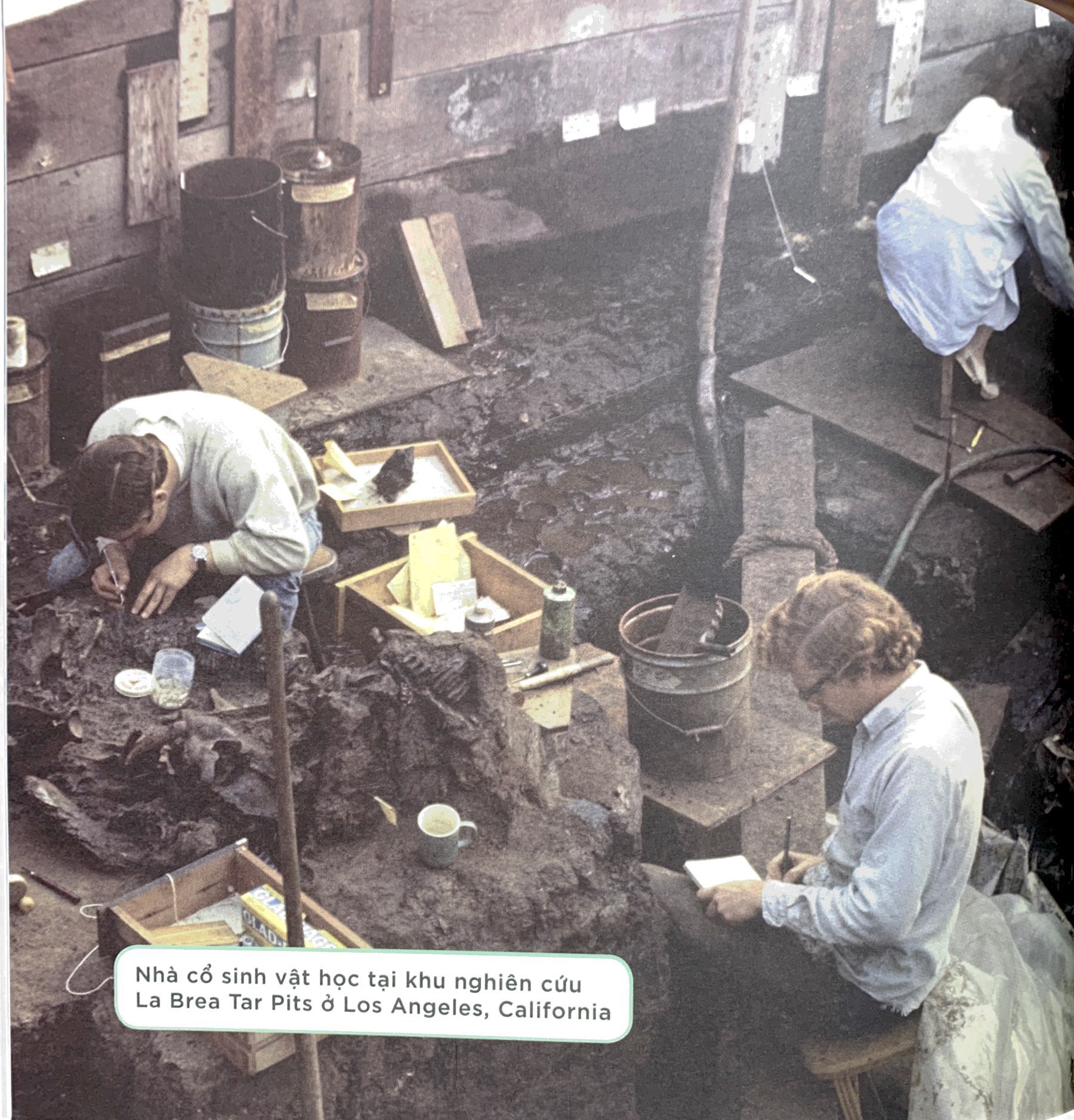 nhà khoa học nhí - nghiên cứu hóa thạch - xương khủng long, động vật cổ đại và thời tiền sử - Ảnh 4