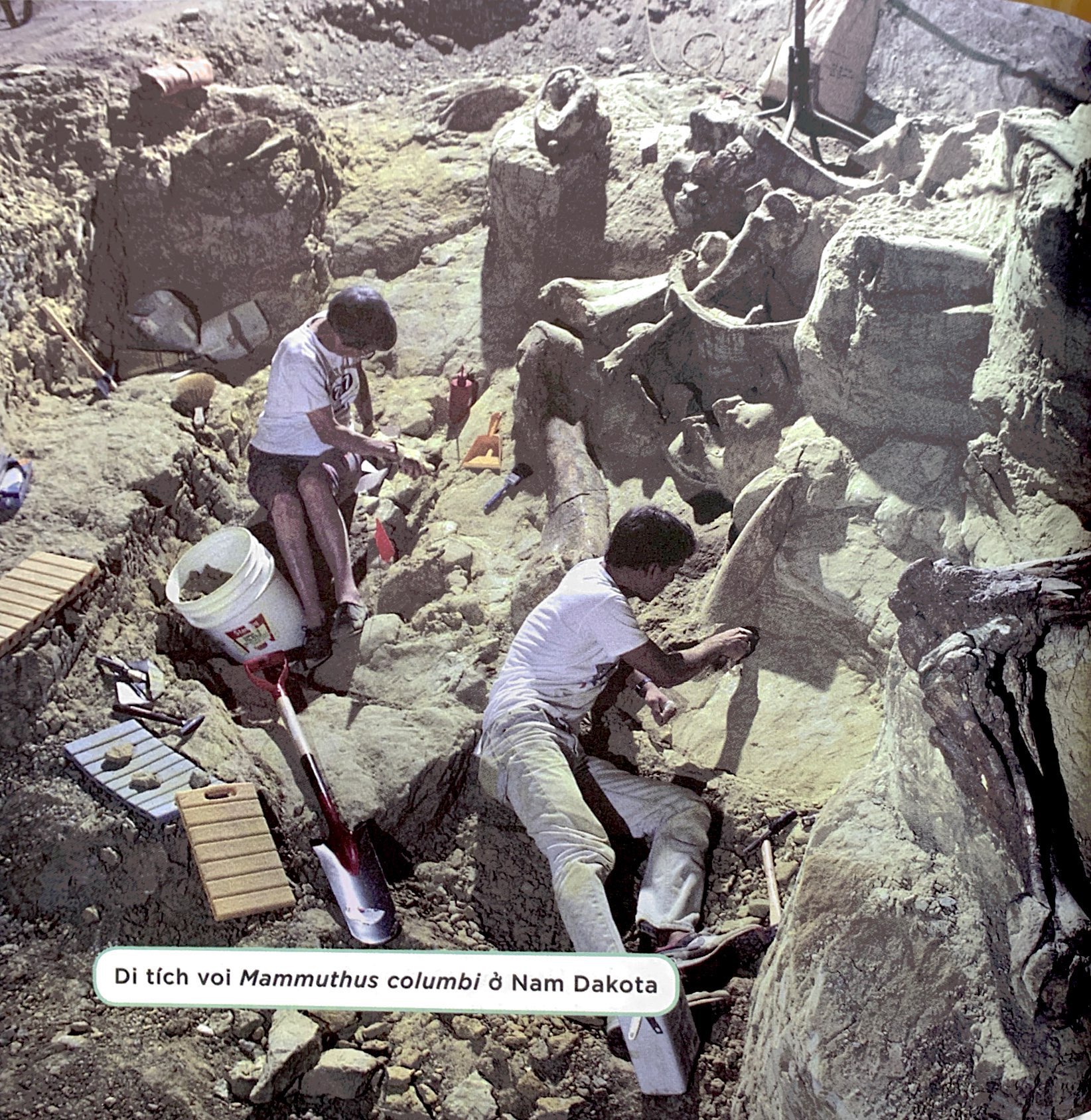 nhà khoa học nhí - nghiên cứu hóa thạch - xương khủng long, động vật cổ đại và thời tiền sử - Ảnh 6