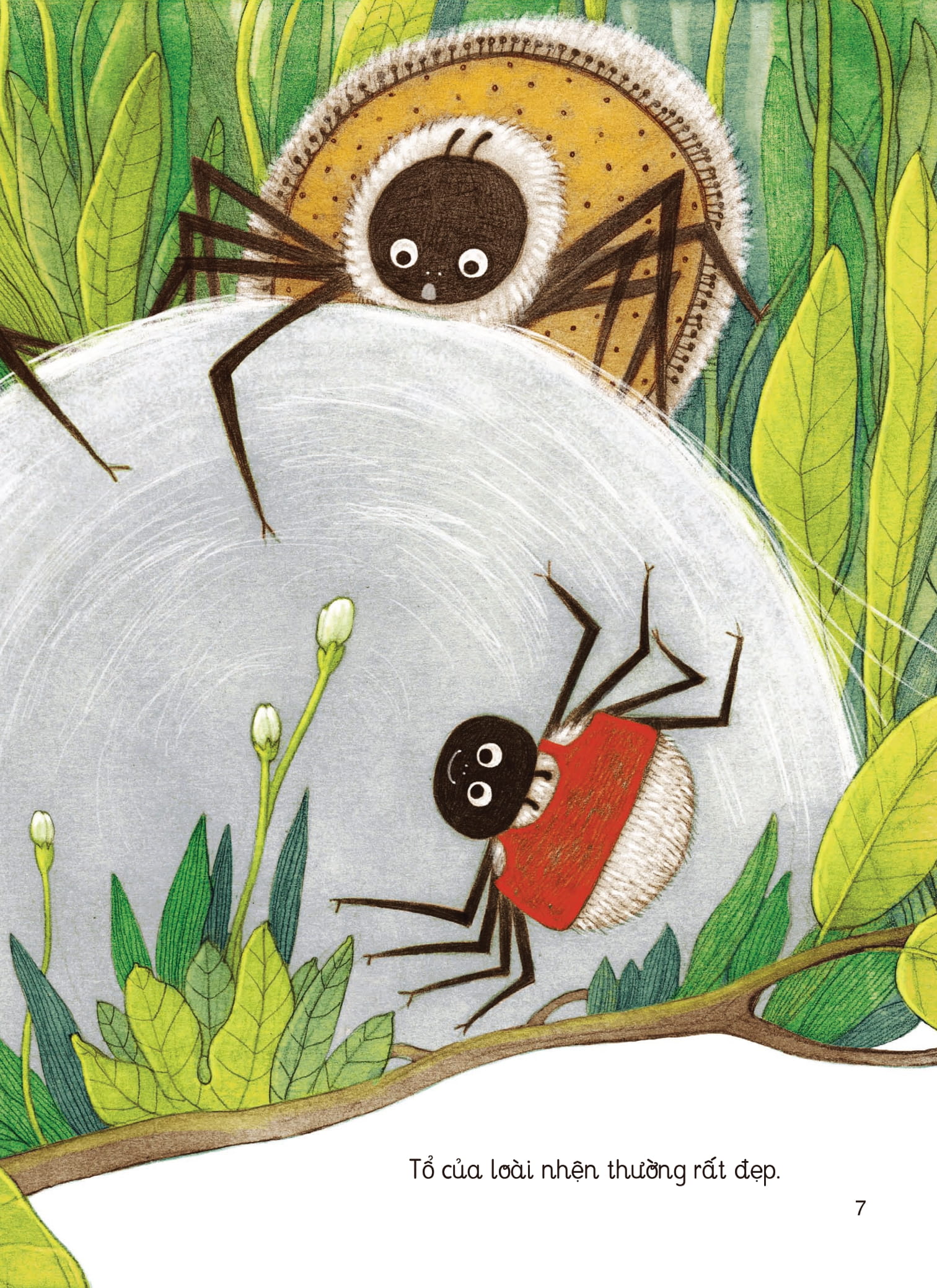 nhật kí thế giới côn trùng và những loài cùng hệ sinh thái - nhật kí nhện - Ảnh 3