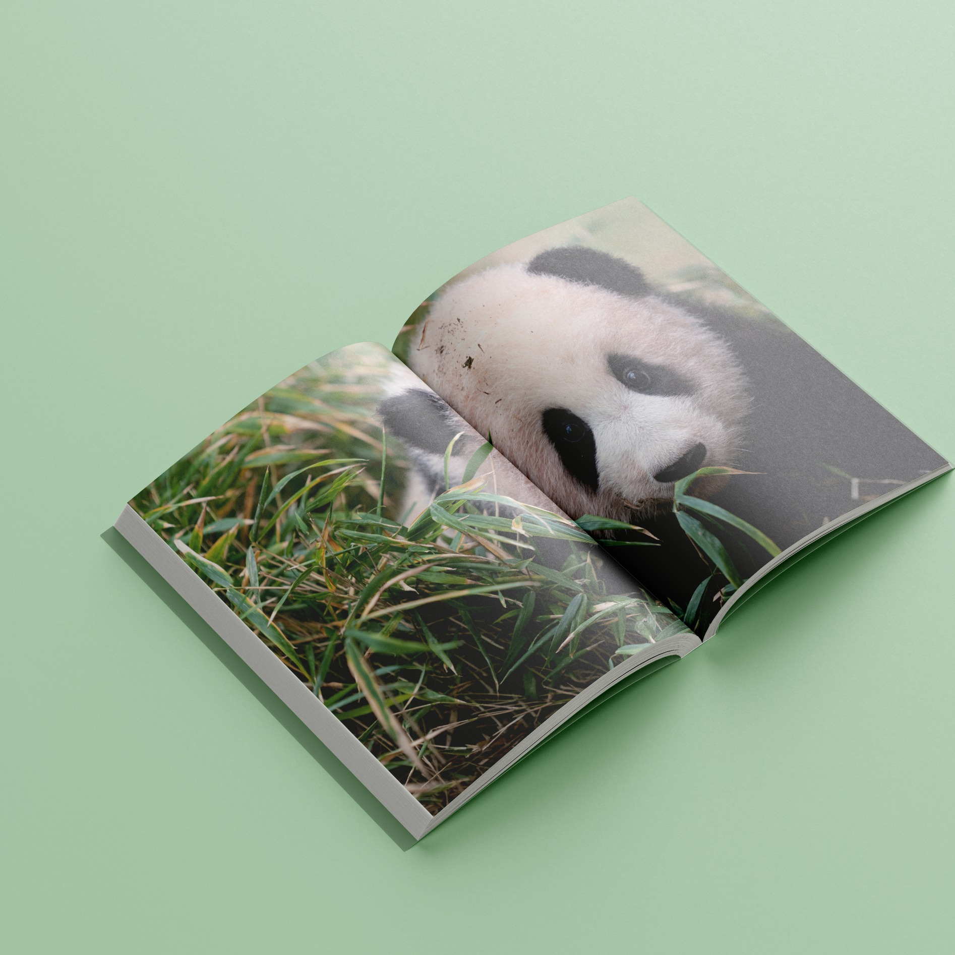 nhật ký hạnh phúc của công chúa fubao (tái bản) - tặng kèm bookmark - Ảnh 4